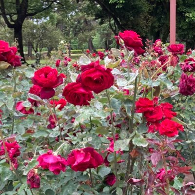 E0NvVq1ZPUBBb3Q's profile picture. ツインレイとの学び中。スピリチュアルの世界は、無限♡ツインとの思い「多世代の多様性を尊重できる居場所づくりができたら、いいなあ。」《趣味》タロット、ビーズアクセサリー、お料理、音楽鑑賞