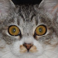 mameten (@pyonyago) 's Twitter Profile