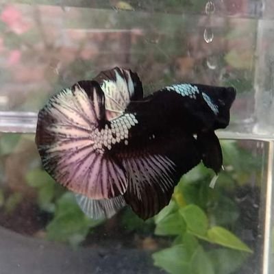 Seller betta from Indonesia 🇲🇨 | Worldwide Shipping 🌏 | Facebook : Alfatih Betta | Instagram : penjoel_betta