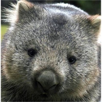 tasmaniacal1 Profile Picture