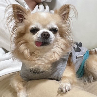 kusomegane_mayu's profile picture. めっちゃいいねする(っ ¨̮ )╮ -💓