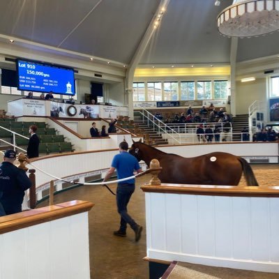 mbow1012's profile picture. Owner of Folland-Bowen Bloodstock