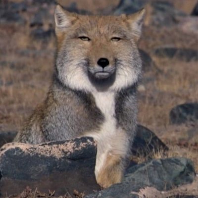 CTSMAXAMET's profile picture. 