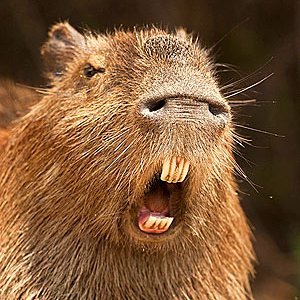Former analyst, now capybara. Perennial bagholder with increasing forward IRR's by the day.