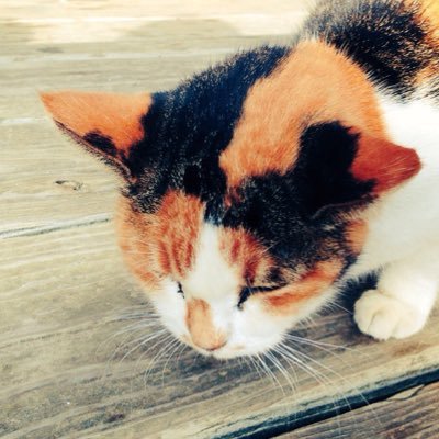 naooooo423's profile picture. 成人済み🍺！センデザ卒。デザイン･イラストはたまに…水彩がすき 🌈→LuxiemとChroNoiR🖤 パニグレ引退しました😭リムブロご自由に！