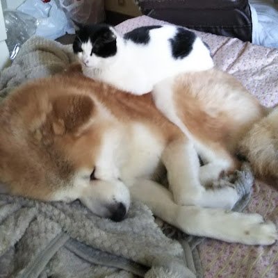 TarouLovely's profile picture. 