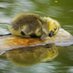 Little Quackling (@littlequackling) Twitter profile photo Little Quackling (@littlequackling) Twitter profile photo