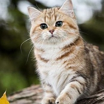 moffle55's profile picture. 自称 にゃーにゃ、ふみふみ大好き✨　星を描くもの。
　
ASC獅子・MC牡牛／♒♑♑♓♓