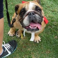 Gaz (@cheese4ead) 's Twitter Profile