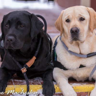 SLCS Pack of Social Emotional Learning Dogs Profile