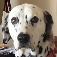 Irene P. Knightly 🇦🇺 (@knightly_p) 's Twitter Profile Photo