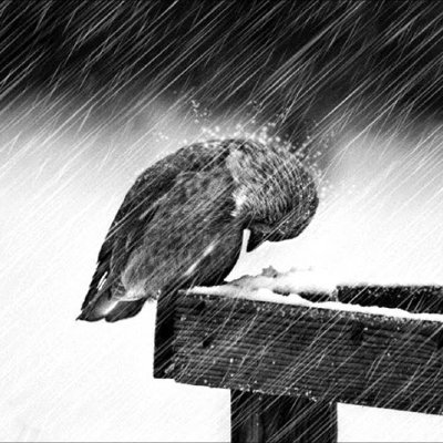 Mikii1897's profile picture. 