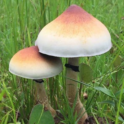 ChrisSw66889190's profile picture. 