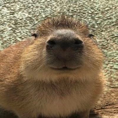 telling you to work out isnt ableist
your disability isnt real
you are lazy and dont want to work
red libs DNI
tomboys are cool
TBR supporter
CapyBara Therapy