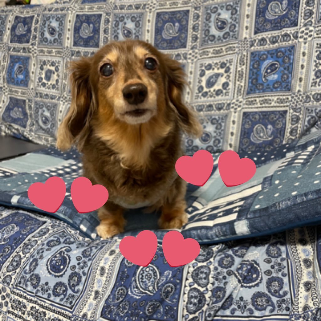 ShigeKon's profile picture. 