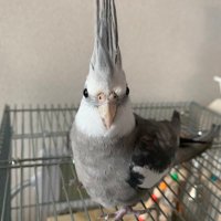 西@オカメインコ捜索中 (@okame_gris) 's Twitter Profile Photo