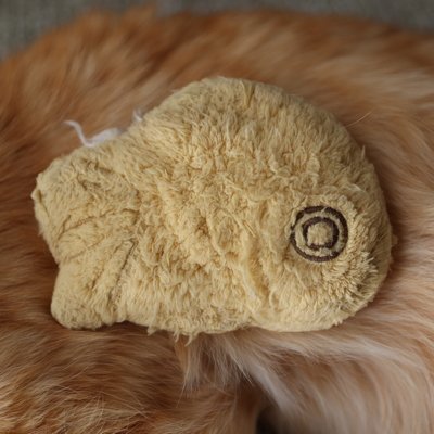 kotora_1022's profile picture. ことらの乳母。ことらは2006年10月22日に拾った猫。2023年12月24日没。