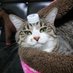 sleepy cat (@foo_thecat) Twitter profile photo sleepy cat (@foo_thecat) Twitter profile photo