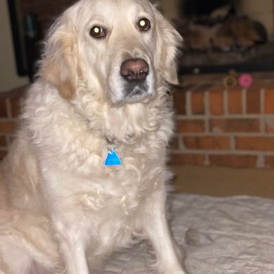 Joefitz5H's profile picture. White Sox Cubs bears Blackhawks bulls