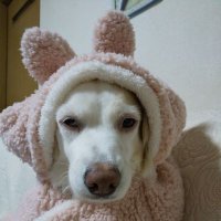 shimomi (@shimomi6) 's Twitter Profile