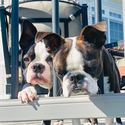 Life is Merrier with a Boston Terrier 🤍🤍🤍Facebook: Jell Y Bean TikTok:jellybeanbostonterrier Instagram:jellybeanbostonterrier