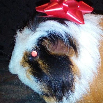 GuineaPrince Profile Picture