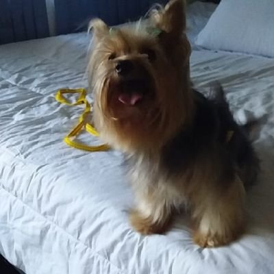 jordelalves's profile picture. 