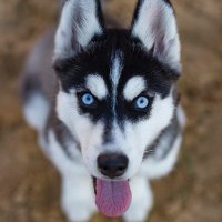 Husky Pupper Crypto (@husky_pupper) 's Twitter Profile
