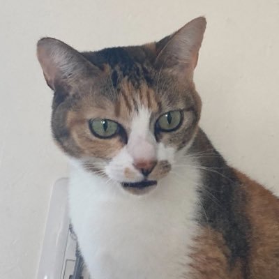 JaZIXyh8uqEibod's profile picture. チャトレ、メルレしてます@mintia_dmm