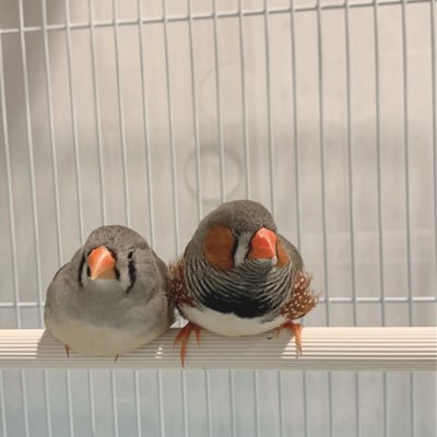 キンカチョウ6羽。喫茶店でキンカを眺める日々。ただただキンカチョウは可愛い!何をしても可愛い!!鳥愛ダダ漏れの人無言フォロー失礼します!店の情報はほぼ無し。