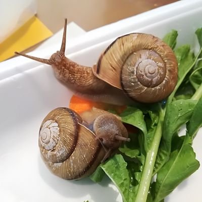 カタツムリ様 71i2hvmIL7L.jpg_BO30,255,255,