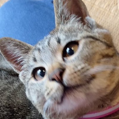 野良猫ちゃん➡️家猫ちゃんの成長記録です🐈2021.9.18庭の生ゴミを漁りに来ていたのが出会いでした🐱当時生後6ヶ月🐱♀ #猫好きさんと繋がりたい #保護猫 #猫 無言フォロー、大歓迎です＆失礼します🙇‍♀️沢山の猫ちゃんに出会いたいです😊