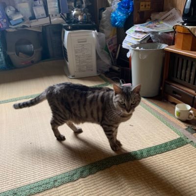 🐱🐱 ツイッター初心者| R40世代から R50世代へ!| レトロゲームはFC.SFC世代、 マンガはDB.幽遊白書、るろ剣等90年代が好き!好きなスポーツチームは、埼玉西武ライオンズと大相撲です!🤗 時間があれば猫動画でいやされています!🐱🐱🐱 気軽にフォローよろしくね!フォローバッグします!