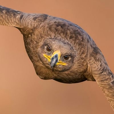Raja52183014's profile picture. alwaysoncause