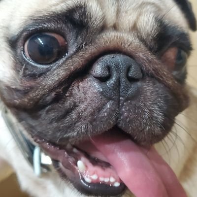 saya_pug's profile picture. プログラミングの情報収集中🦛