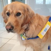 GismoPATdog💙 🇺🇦 (@gismopatdog) Twitter profile photo