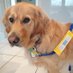 GismoPATdog💙 🇺🇦 (@gismopatdog) Twitter profile photo GismoPATdog💙 🇺🇦 (@gismopatdog) Twitter profile photo