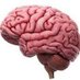 Neurology & Psychiatry Conference (@davidrallan4) Twitter profile photo Neurology & Psychiatry Conference (@davidrallan4) Twitter profile photo