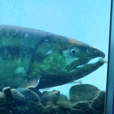 iyoiyoboyaboya's profile picture. 日本で最初の鮭の博物館！ 「鮭のまち」新潟県村上市にあるイヨボヤ会館の公式アカウントです。イヨボヤとは村上の方言で #鮭 を意味する言葉です🐟#新潟Twitter会 〇Instagram⇒ https://t.co/1VBL5TlsFM