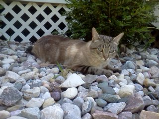 earlkitty's profile picture. I'm a lazy cat! I love pizza, napping, sunshine, and head nudging. I hate my people's dog, but fishy's water is yummy! Have claws, will use-trust me!!!