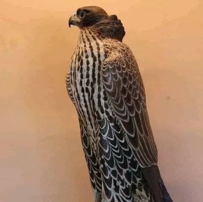 JAlghzlan's profile picture. 