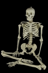 Buckys_Boneyard's profile picture. New website, same unbeatable service for over 30 years! Skeleton Store is the home of Bucky’s Boneyard, full of skeletons and other wholesale horror props.
