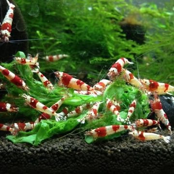 icecreamman1021's profile picture. 宜しく!!ちまちまモンストやってます