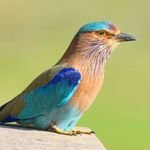 photossusarla13's profile picture. Wildlife Photography as a hobby. All Photos clicked by me. Travels extensively. Profession: Journalist @the_hindu