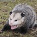 Andrew Heltsley- F3Possum (@andrew_heltsley) Twitter profile photo Andrew Heltsley- F3Possum (@andrew_heltsley) Twitter profile photo