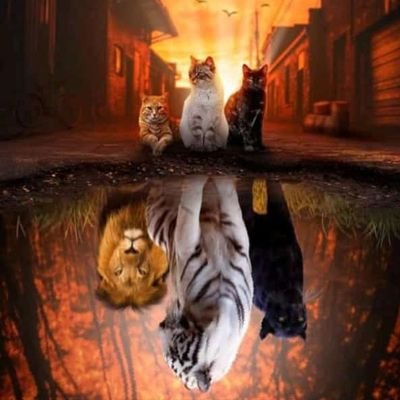 tonny13kiyingi's profile picture. J'adore le chocolat