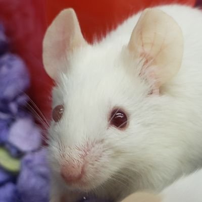 Mouseofwallst's profile picture. Football Dad Basketball Dad
Gamer Dad