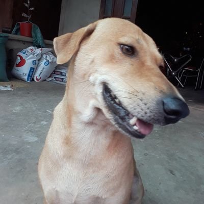 khong co