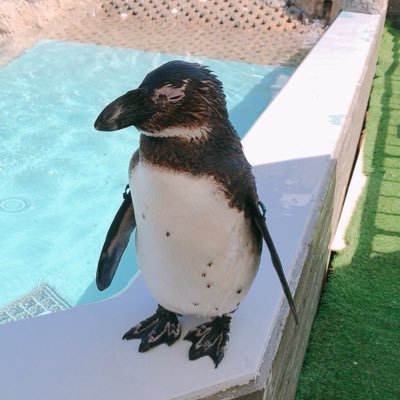 001_hiroshi's profile picture. 世界大手外資系広告代理店のデータアナリスト。トリリンガル。たまにサービス開発をしています。 【経歴】 大手CVS店舗管理➡市場調査会社のマーケティングリサーチャー➡外資系食品メーカーのデータアナリスト Gsアカデミー東京DEV17期卒業