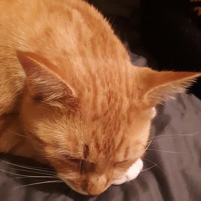 zevbordowitz's profile picture. Borrows names like library books and nary returns them on time. Creator and consumer of stories.